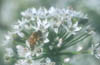 Honeybee on Garlic Chives
