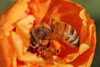 Honeybee on Portulaca