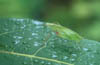 Katydid on Basswood Leaf