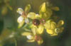 Ladybug on Golden Currant