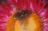 Leafcutter Bee on Strawflower