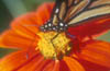 Monarch Butterfly on Tithonia