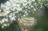 Monarch Hangs from Buddleia