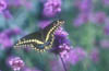 Swallotail on Verbena