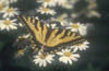 Swallowtail on Caucasus Daisy