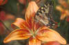 Swallowtail on Lily