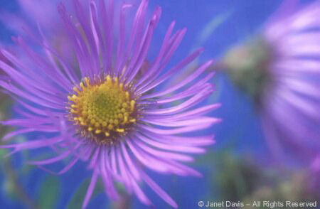 Aster