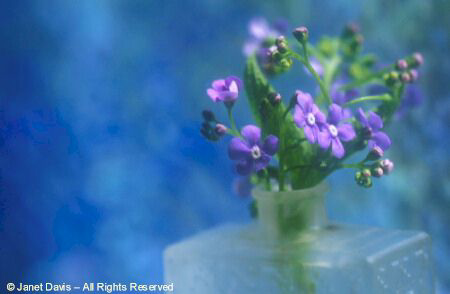 Brunnera