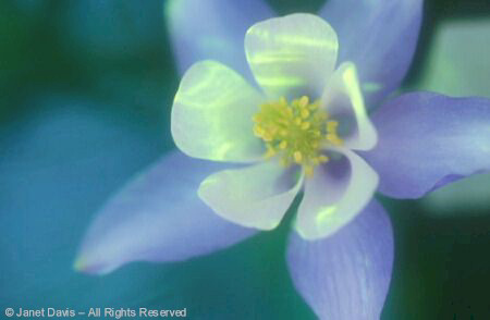 Columbine