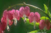 Bleeding Hearts