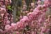 01-09-Flowering-almond