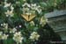 02-01-Swallowtail