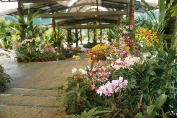 04-Orchid-Park