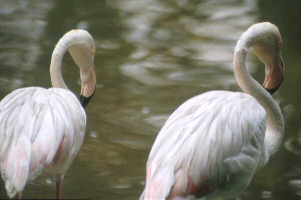 15-Flamingoes