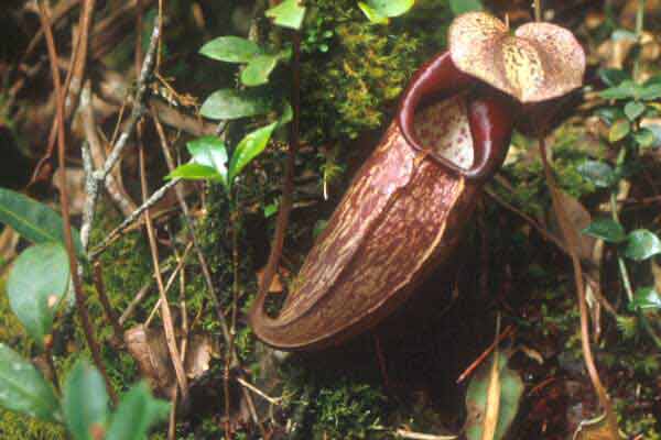 25-Pitcher-plant