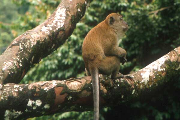 34-Macaque