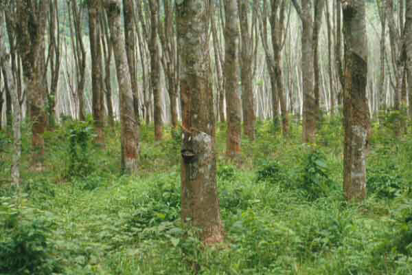 49-Rubber-plantation