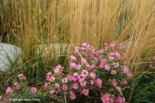 10-Aster-Harringtons-Pink
