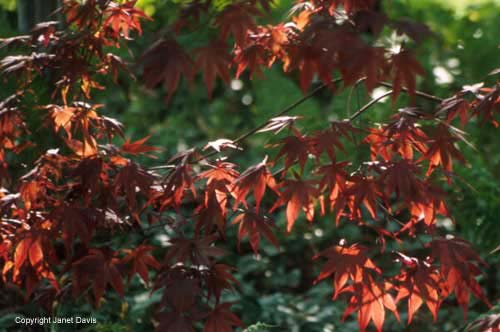 23-Japanese-Maple