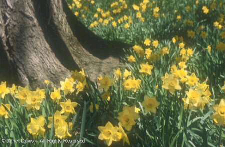 Bulb - Daffodils