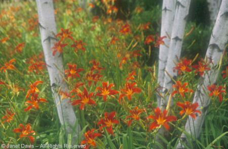 Perennial - Daylilies and Birch Trunks