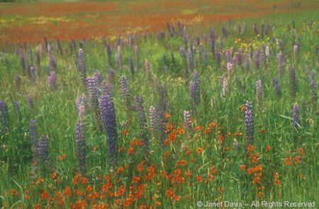 Perennial - Lupines and Hawkweed