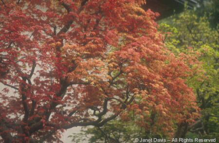 Tree - Japanese Maple