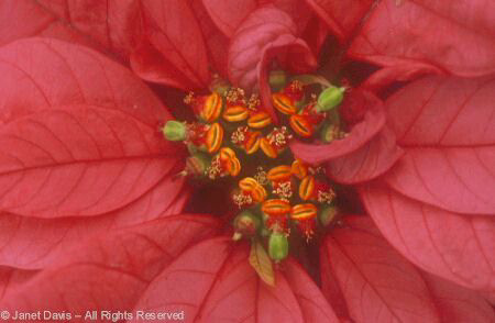 Tropical - Poinsettia