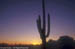 Desert - Saguaro Cactus