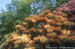 Shrub - Rhododendron Margaret Dunn