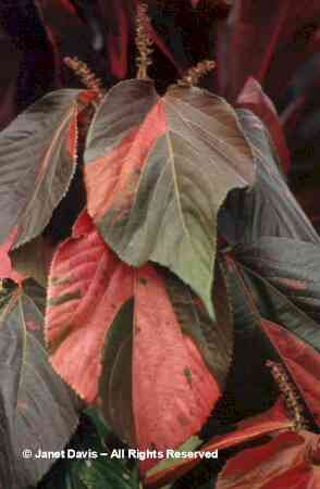 acalypha wilkesiana