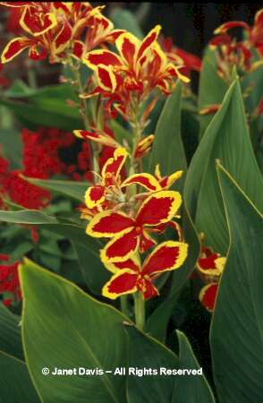 PLANTAS DE INTERES OTOAL Canna%20'Lucifer'