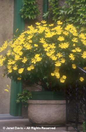 http://www.beautifulbotany.com/STOCK%20D-F/Euryops%20pectinatus.jpg