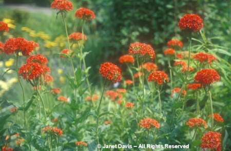 maltese cross flower