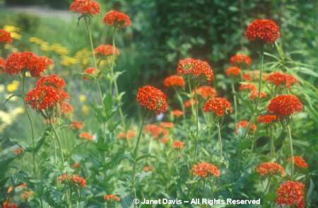 maltese cross flower