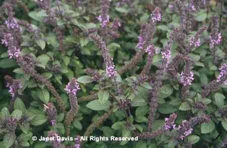 VƯỜN CÂY ĐV IIB Ocimum%20basilicum%20'Magic%20Mountain'