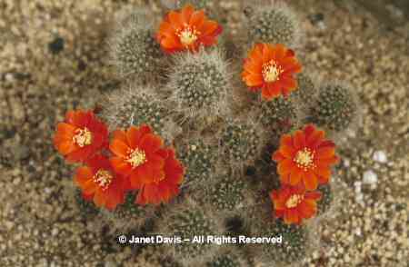 [http://www.beautifulbotany.com/STOCK%20R-S/Rebutia%20pseudodeminuta.jpg]