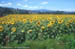 Tuscany - Sunflowers