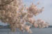 Washington - Cherry Blossoms at Tidal Basin